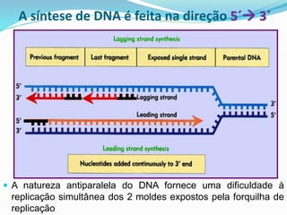  A natureza antiparalela do DNA fornece uma dificuldade à
replicação simultânea dos 2 moldes expostos pela forquilha de
replicação
A síntese de DNA é feita na direção 5´→ 3´
 