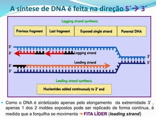  Como o DNA é sintetizado apenas pelo elongamento da extremidade 3’ ,
apenas 1 dos 2 moldes expostos pode ser replicado de forma contínua, à
medida que a forquilha se movimenta FITA LÍDER (leading strand)
A síntese de DNA é feita na direção 5´→ 3´
 