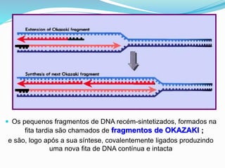  Os pequenos fragmentos de DNA recém-sintetizados, formados na
fita tardia são chamados de fragmentos de OKAZAKI ;
e são, logo após a sua síntese, covalentemente ligados produzindo
uma nova fita de DNA contínua e intacta
 