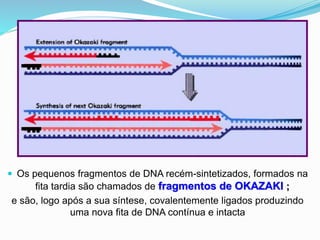  Os pequenos fragmentos de DNA recém-sintetizados, formados na
fita tardia são chamados de fragmentos de OKAZAKI ;
e são, logo após a sua síntese, covalentemente ligados produzindo
uma nova fita de DNA contínua e intacta
 
