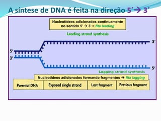 A síntese de DNA é feita na direção 5´→ 3´
primers
Nucleotídeos adicionados continuamente
no sentido 5’ → 3’ = fita leading
Nucleotídeos adicionados formando fragmentos → fita lagging
 