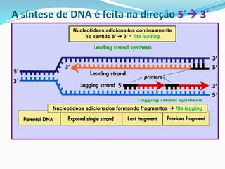 A síntese de DNA é feita na direção 5´→ 3´
primers
Nucleotídeos adicionados continuamente
no sentido 5’ → 3’ = fita leading
Nucleotídeos adicionados formando fragmentos → fita lagging
 
