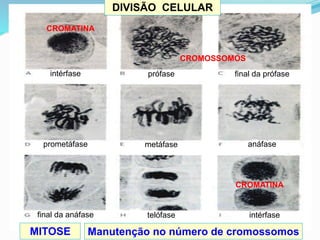 DIVISÃO CELULAR
MITOSE Manutenção no número de cromossomos
intérfase prófase final da prófase
prometáfase metáfase anáfase
telófase intérfase
final da anáfase
CROMATINA
CROMOSSOMOS
CROMATINA
 