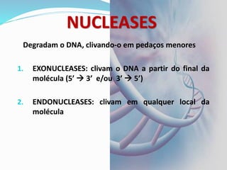 Degradam o DNA, clivando-o em pedaços menores
1. EXONUCLEASES: clivam o DNA a partir do final da
molécula (5’ → 3’ e/ou 3’ → 5’)
2. ENDONUCLEASES: clivam em qualquer local da
molécula
NUCLEASES
 