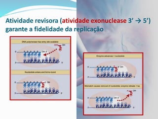 Atividade revisora (atividade exonuclease 3’ → 5’)
garante a fidelidade da replicação
 