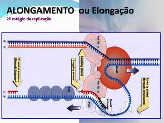ALONGAMENTO ou Elongação
2º estágio da replicação
 
