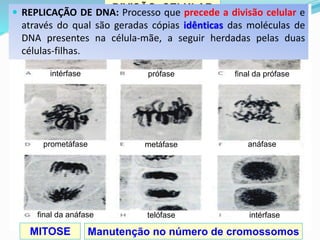 DIVISÃO CELULAR
MITOSE Manutenção no número de cromossomos
intérfase prófase final da prófase
prometáfase metáfase anáfase
telófase intérfase
final da anáfase
 REPLICAÇÃO DE DNA: Processo que precede a divisão celular e
através do qual são geradas cópias idênticas das moléculas de
DNA presentes na célula-mãe, a seguir herdadas pelas duas
células-filhas.
 