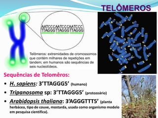 Sequências de Telomêros:
• H. sapiens: 3’TTAGGG5’ (humano)
• Tripanosoma sp: 3’TTAGGG5’ (protozoário)
• Arabidopsis thaliana: 3’AGGGTTT5’ (planta
herbácea, tipo de couve, mostarda, usada como organismo modelo
em pesquisa científica).
TELÔMEROS
Telômeros: extremidades de cromossomos
que contém milhares de repetições em
tandem; em humanos são sequências de
seis nucleotídeos.
 