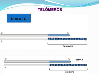 TELÔMEROS
Rico e TG
 