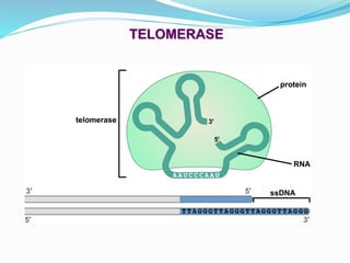 TELOMERASE
 