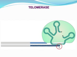 TELOMERASE
 