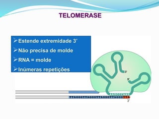 ➢Estende extremidade 3’
➢Não precisa de molde
➢RNA = molde
➢Inúmeras repetições
TELOMERASE
 