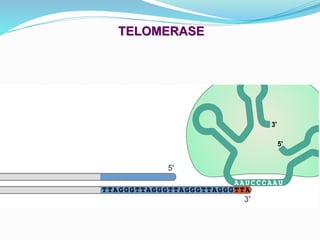 TELOMERASE
 