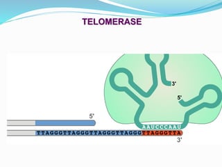 TELOMERASE
 