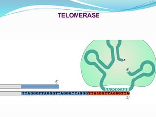 TELOMERASE
 
