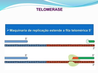 ➢Maquinaria de replicação estende a fita telomérica 5’
TELOMERASE
 