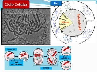 Ciclo Celular G0
Replicação do
DNA
(INTÉRFASE)
MITOSE
Duas
células 2n
célula 2n
Mitose
https://lh3.googleusercontent.com/-G8KlSURSuFM/UvSjvRtV-
AI/AAAAAAAABwo/s8wAaNgcIww/w426-h320/insta.gif
 
