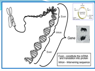 Cromossomo
duplo
DNA
cromatina
 