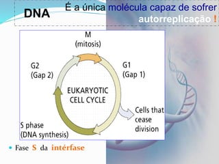  Fase S da intérfase
É a única molécula capaz de sofrer
autorreplicação !
DNA
 