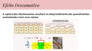 Efeito Descamativo
A ruptura dos desmossomas resultam no desprendimento dos queratinócitos
aumentando o turn-over celular
 