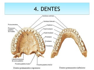 4. DENTES4. DENTES
 
