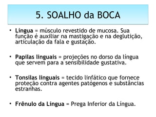 5. SOALHO da BOCA5. SOALHO da BOCA
• Língua = músculo revestido de mucosa. Sua
função é auxiliar na mastigação e na deglutição,
articulação da fala e gustação.
• Papilas linguais = projeções no dorso da língua
que servem para a sensibilidade gustativa.
• Tonsilas linguais = tecido linfático que fornece
proteção contra agentes patógenos e substâncias
estranhas.
• Frênulo da Língua = Prega Inferior da Língua.
 