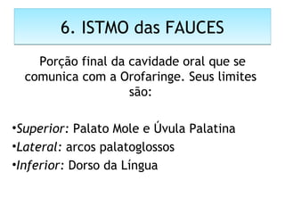 6. ISTMO das FAUCES6. ISTMO das FAUCES
 Porção final da cavidade oral que se
comunica com a Orofaringe. Seus limites
são:
•Superior: Palato Mole e Úvula Palatina
•Lateral: arcos palatoglossos
•Inferior: Dorso da Língua
 