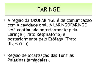 FARINGEFARINGE
• A região da OROFARINGE é de comunicação
com a cavidade oral. A LARINGOFARINGE
será continuada anteriormente pela
Laringe (Trato Respiratório) e
posteriormente pelo Esôfago (Trato
digestório).
• Região de localização das Tonsilas
Palatinas (amigdalas).
 