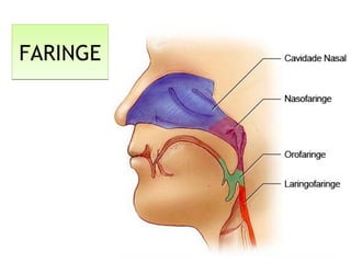 FARINGEFARINGE
 