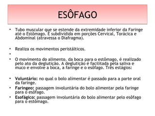 ESÔFAGOESÔFAGO
• Tubo muscular que se estende da extremidade inferior da Faringe
até o Estômago. É subdividida em porções Cervical, Torácica e
Abdominal (atravessa o Diafragma).
• Realiza os movimentos peristálticos.
•  
• O movimento do alimento, da boca para o estômago, é realizado
pelo ato da deglutição. A deglutição é facilitada pela saliva e
muco e envolve a boca, a faringe e o esôfago. Três estágios:
• Voluntário: no qual o bolo alimentar é passado para a parte oral
da faringe.
• Faríngeo: passagem involuntária do bolo alimentar pela faringe
para o esôfago.
• Esofágico: passagem involuntária do bolo alimentar pelo esôfago
para o estômago.
 