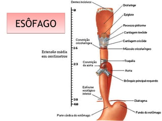 ESÔFAGOESÔFAGO
 