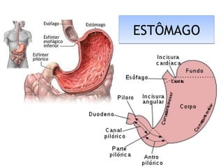 ESTÔMAGOESTÔMAGO
 