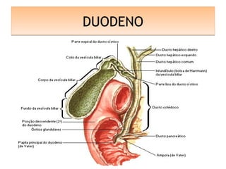 DUODENODUODENO
 