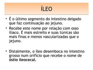 ÍLEOÍLEO
• É o último segmento do intestino delgado
que faz continuação ao jejuno.
• Recebe este nome por relação com osso
ilíaco. É mais estreito e suas túnicas são
mais finas e menos vascularizadas que o
jejuno.
• Distalmente, o íleo desemboca no intestino
grosso num orifício que recebe o nome de
óstio ileocecal.
 
