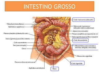INTESTINO GROSSO
 