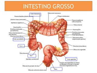 INTESTINO GROSSO
 