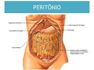 PERITÔNIO
 