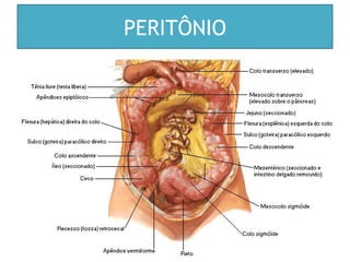 PERITÔNIO
 
