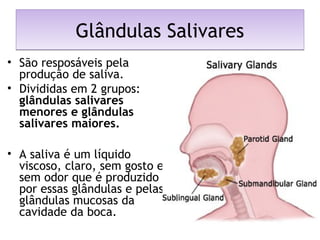 Glândulas SalivaresGlândulas Salivares
• São resposáveis pela
produção de saliva.
• Divididas em 2 grupos:
glândulas salivares
menores e glândulas
salivares maiores.
• A saliva é um líquido
viscoso, claro, sem gosto e
sem odor que é produzido
por essas glândulas e pelas
glândulas mucosas da
cavidade da boca.
 