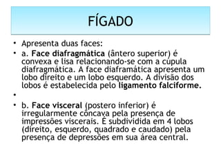 FÍGADOFÍGADO
• Apresenta duas faces:
• a. Face diafragmática (ântero superior) é
convexa e lisa relacionando-se com a cúpula
diafragmática. A face diaframática apresenta um
lobo direito e um lobo esquerdo. A divisão dos
lobos é estabelecida pelo ligamento falciforme.
•  
• b. Face visceral (postero inferior) é
irregularmente côncava pela presença de
impressões viscerais. É subdividida em 4 lobos
(direito, esquerdo, quadrado e caudado) pela
presença de depressões em sua área central.
 