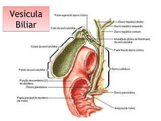 Vesícula
Biliar
Vesícula
Biliar
 