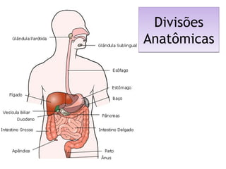 Divisões
Anatômicas
Divisões
Anatômicas
 