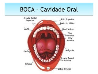BOCA – Cavidade OralBOCA – Cavidade Oral
 