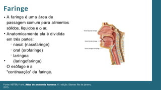aula 3 anatomia.pptx..................... | PPTX