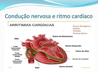 Condução nervosa e ritmo cardíaco

 