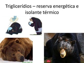 Triglicerídios – reserva energética e
isolante térmico

 