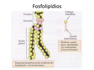 Fosfolipídios

 