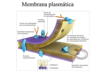Membrana plasmática

 