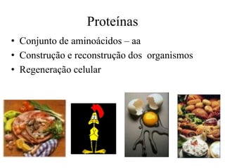 Proteínas
• Conjunto de aminoácidos – aa
• Construção e reconstrução dos organismos
• Regeneração celular

 