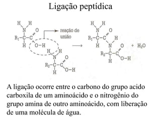 Ligação peptídica

A ligação ocorre entre o carbono do grupo acido
carboxila de um aminoácido e o nitrogênio do
grupo amina de outro aminoácido, com liberação
de uma molécula de água.

 